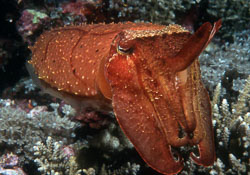 Broadclub-Cuttlefish-1.jpg