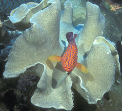 Coral-Grouper.jpg