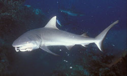Feeding-Whitetip-Reef-shark.jpg