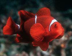 Juvenile-Tomato-Anemonefish.jpg