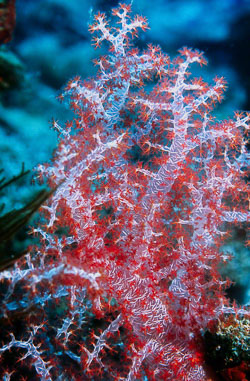 PNG-Soft-coral.jpg