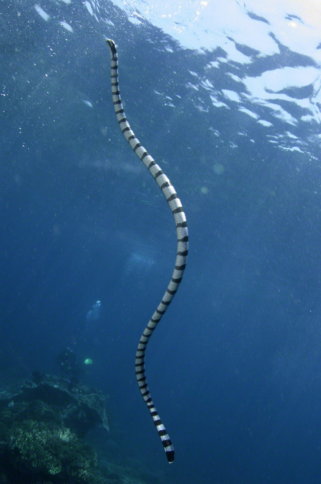 Banded-Sea-Krait.jpg