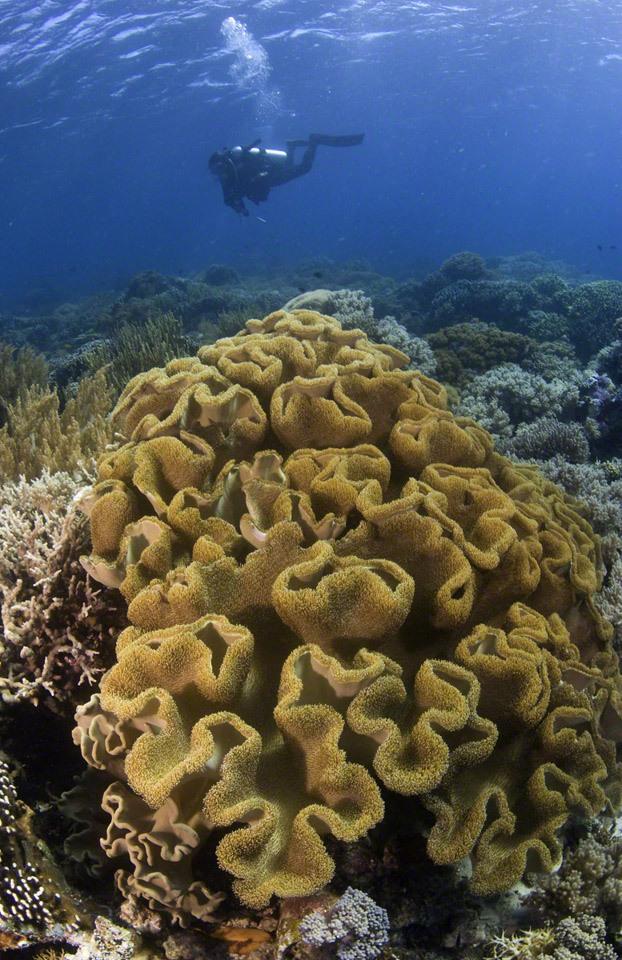 Carpet-Anemone-and-Diver.jpg