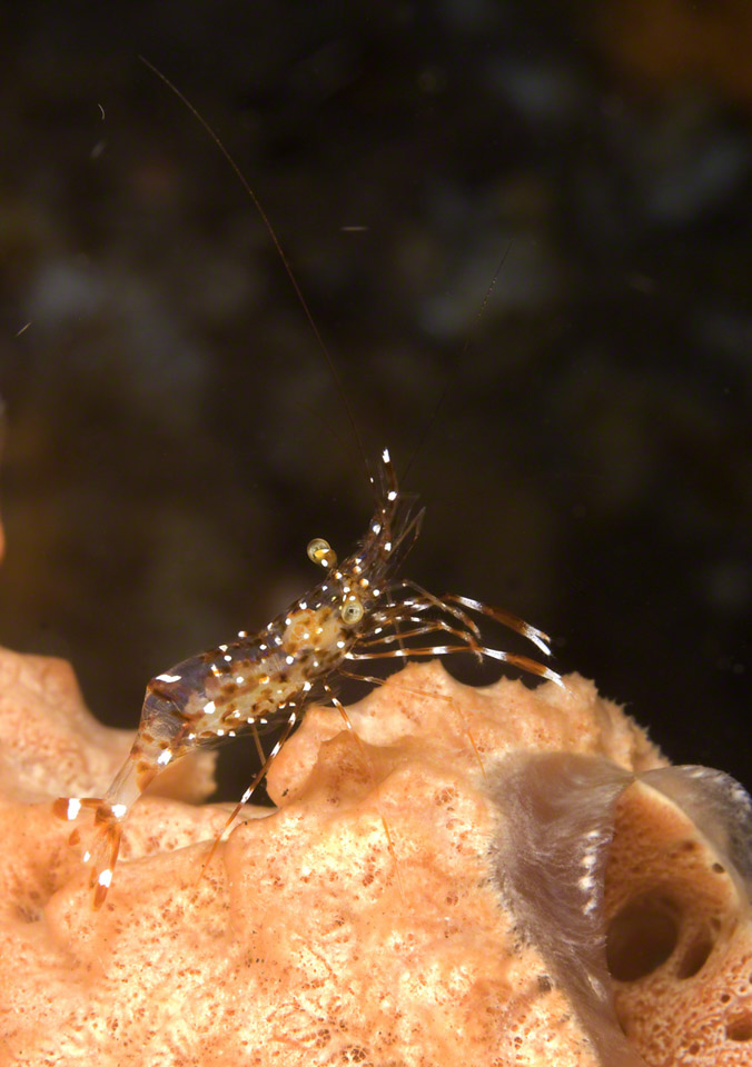 Clear-Cleaner-Shrimp-2.jpg