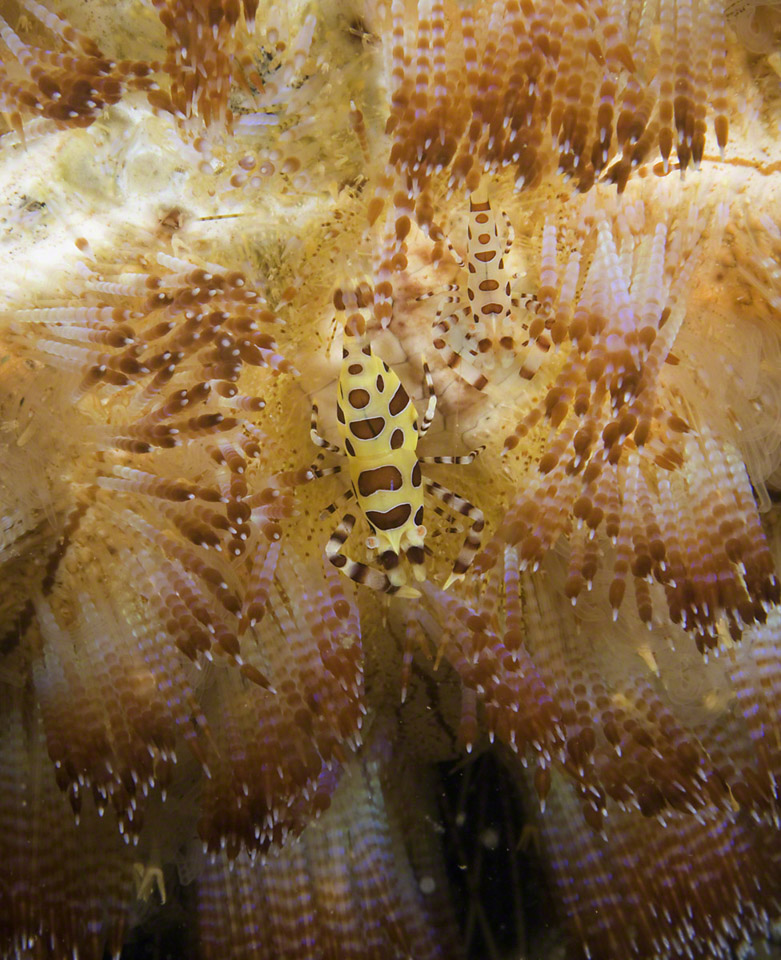 Coleman-Shrimp-on-Fire-Urchin.jpg