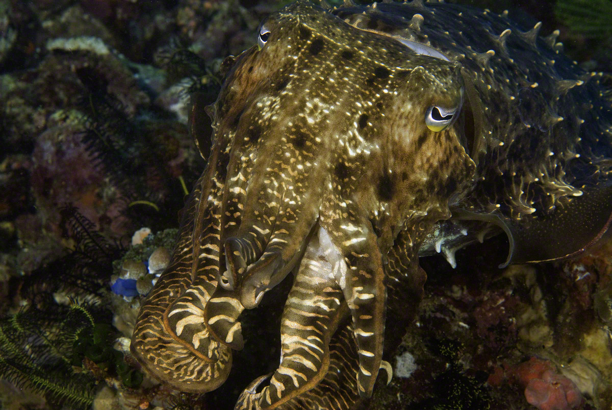 Cuttlefish-2.jpg