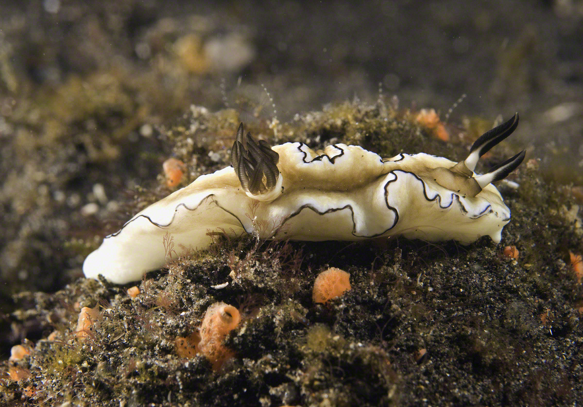 Dark-Margin-Glossodoris.jpg