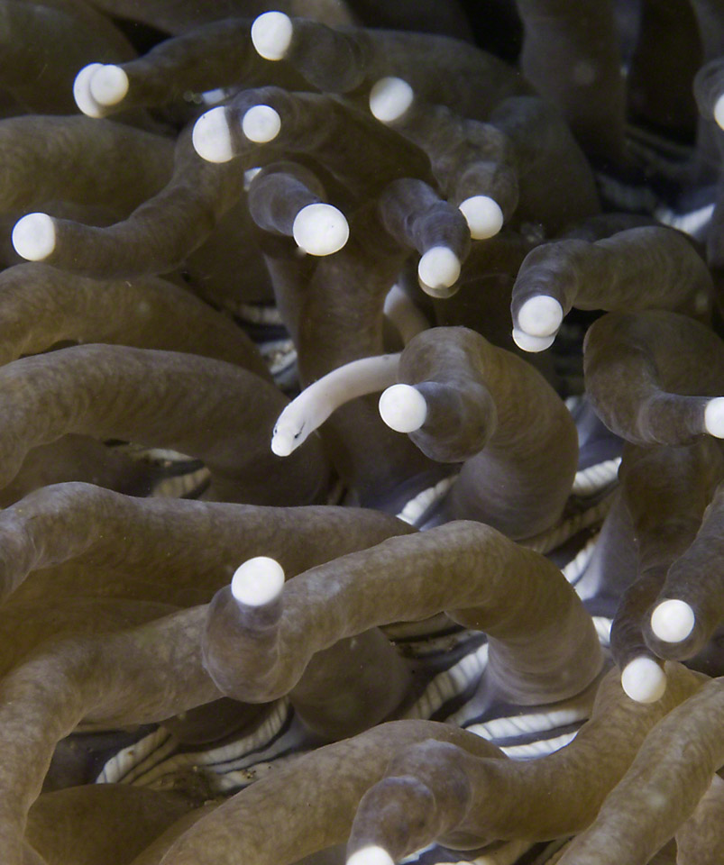 Eel-in-anemone.jpg