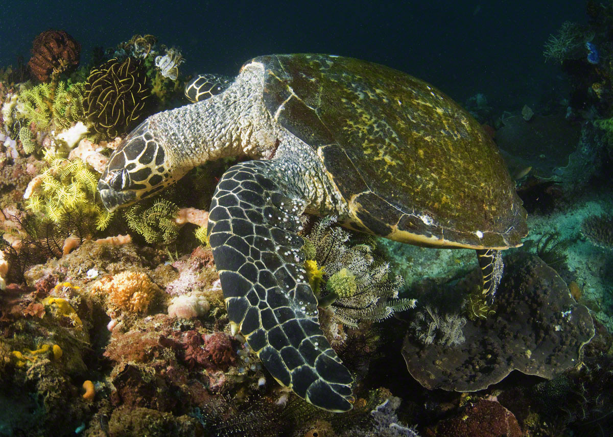 hawksbill-sea-turtle-2-finks-photos