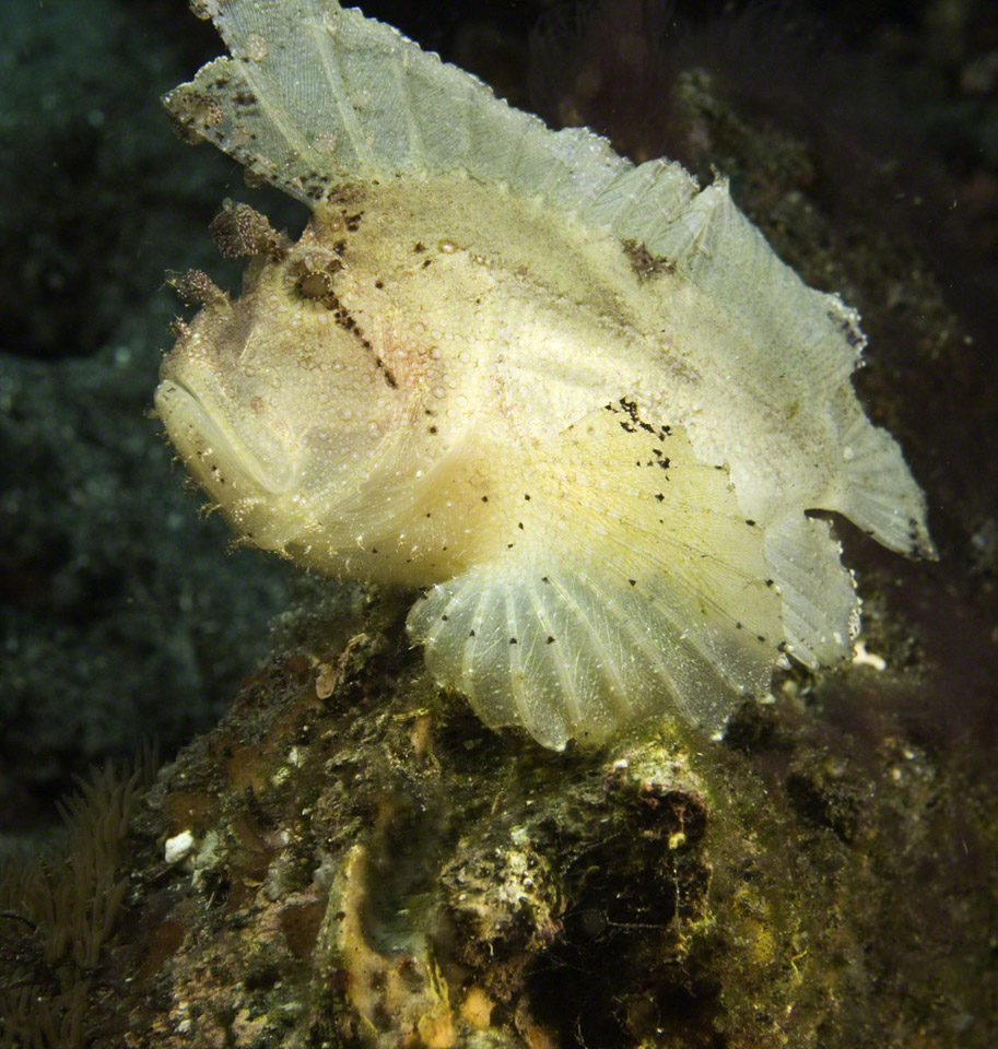 Leaf-Scorpionfish-1.jpg