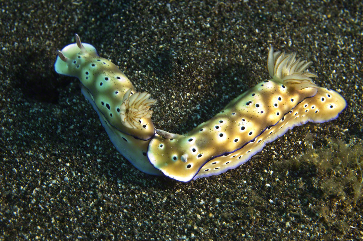 Mating-Tryon's-Risbecia.jpg