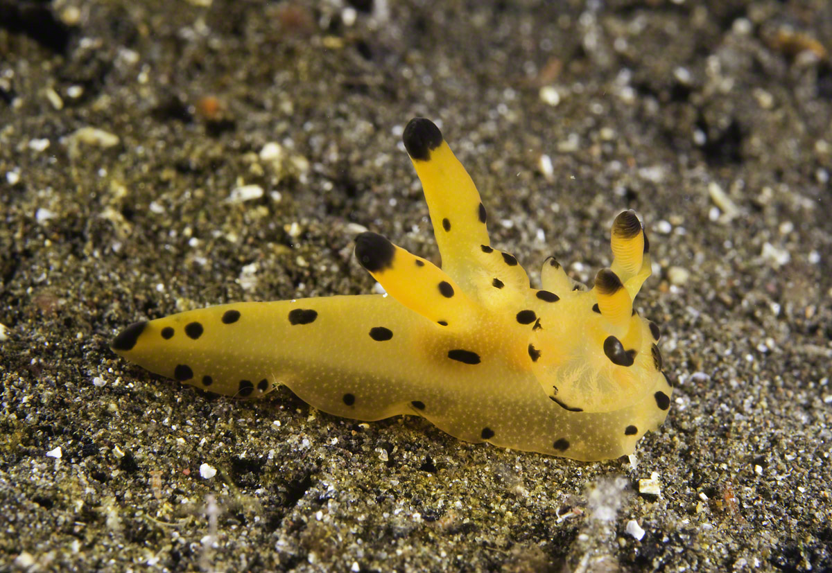 Nudibranch-6.jpg