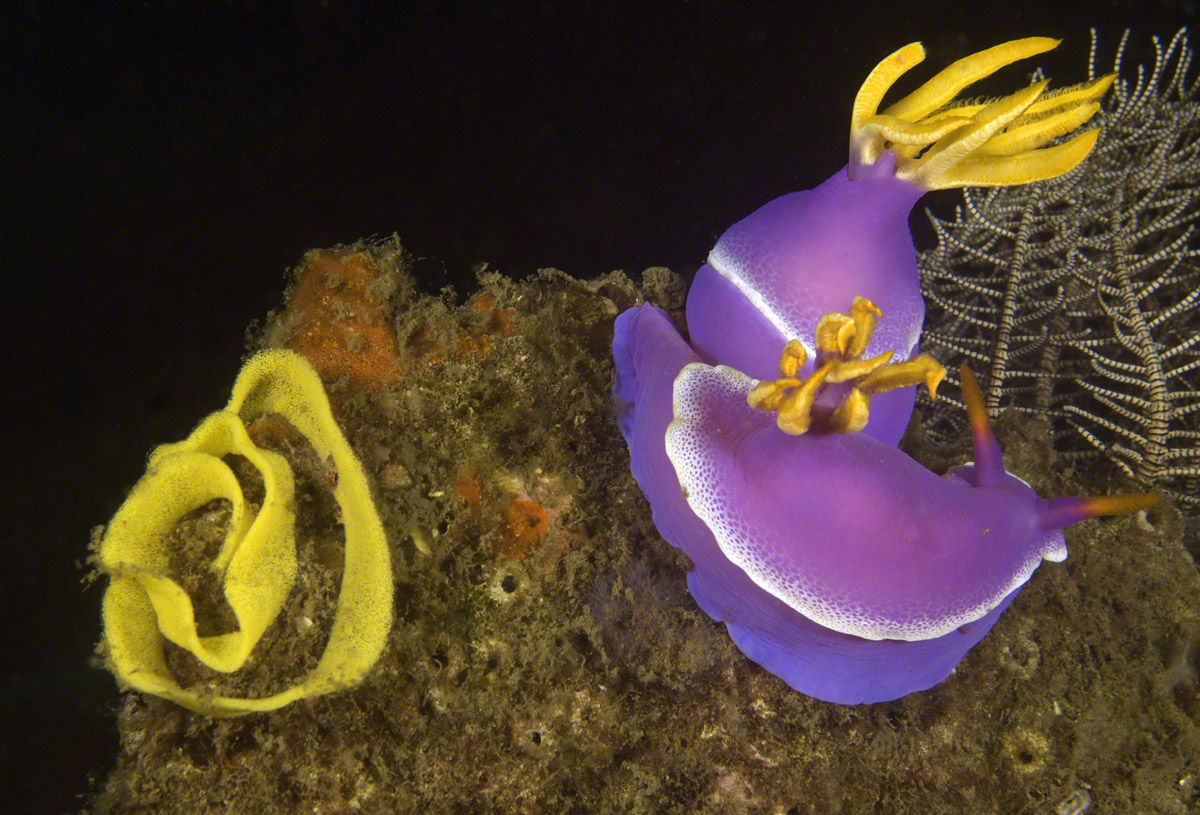 Nudibranch-and-eggs.jpg