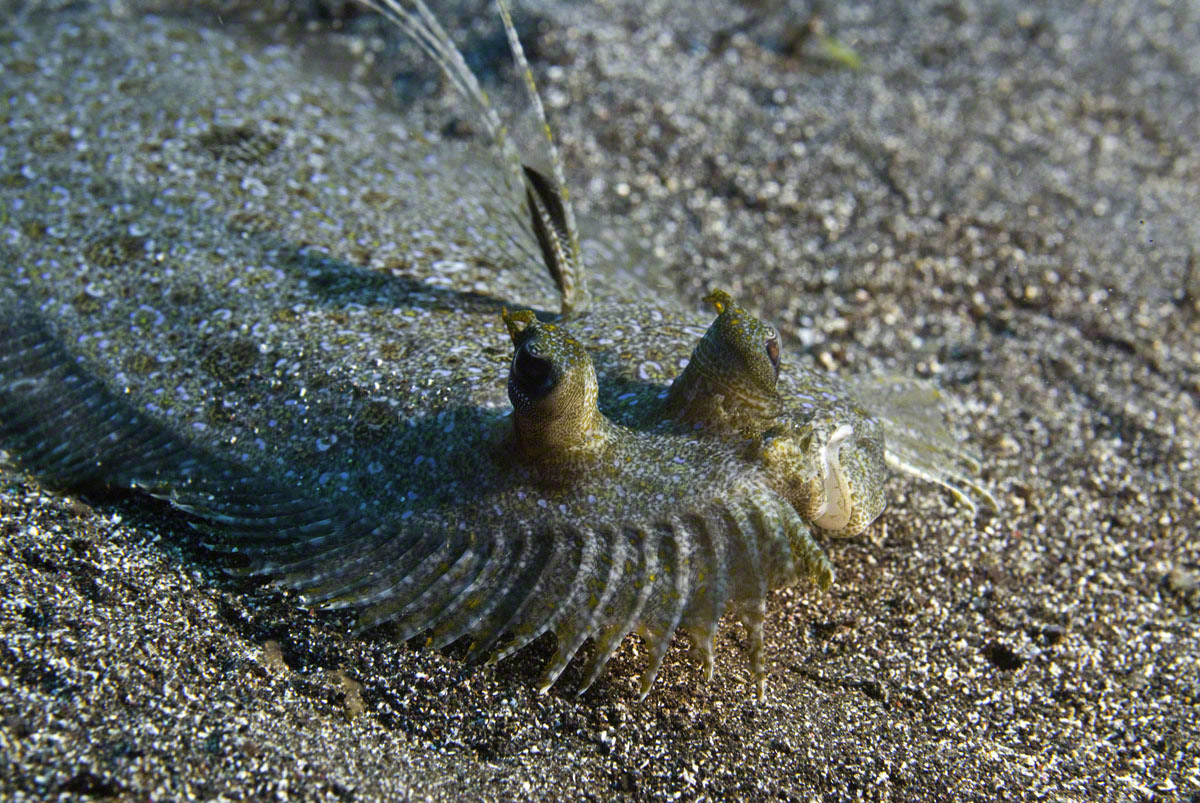 Peacock-Flounder.jpg