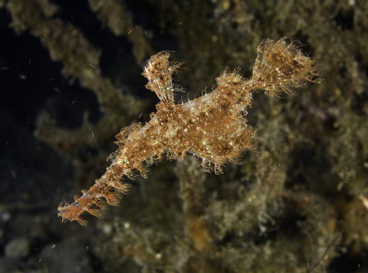 Roughsnout-Ghost-Pipefish.jpg