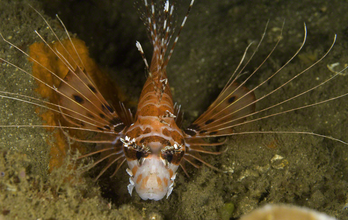 Spotfin-Lionfish.jpg