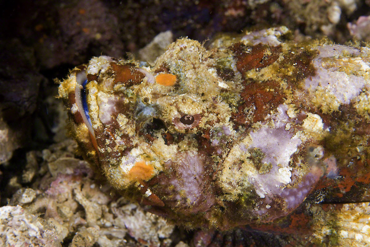 Tasseled-Scorpionfish.jpg