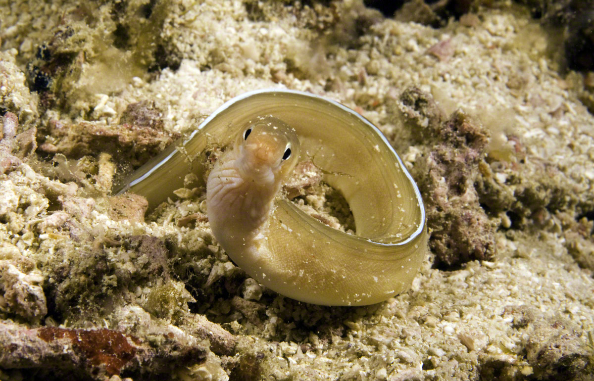 White-margined-Moray.jpg