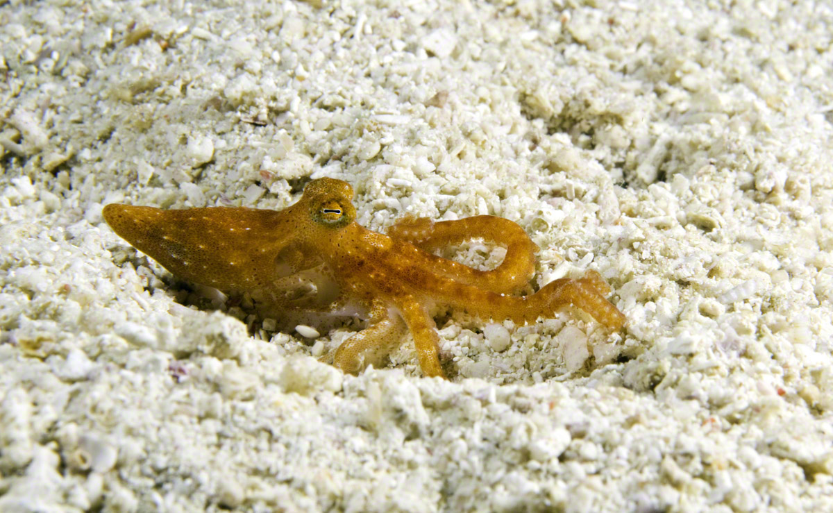 Wolf's-Pygmy-Octopus.jpg