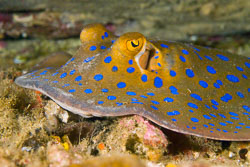 Blue-spotted-Ribbontail-ray.jpg
