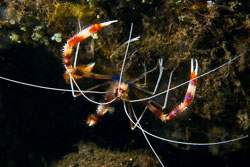 Coral-Banded-Shrimp.jpg