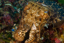 Cuttlefish-2.jpg