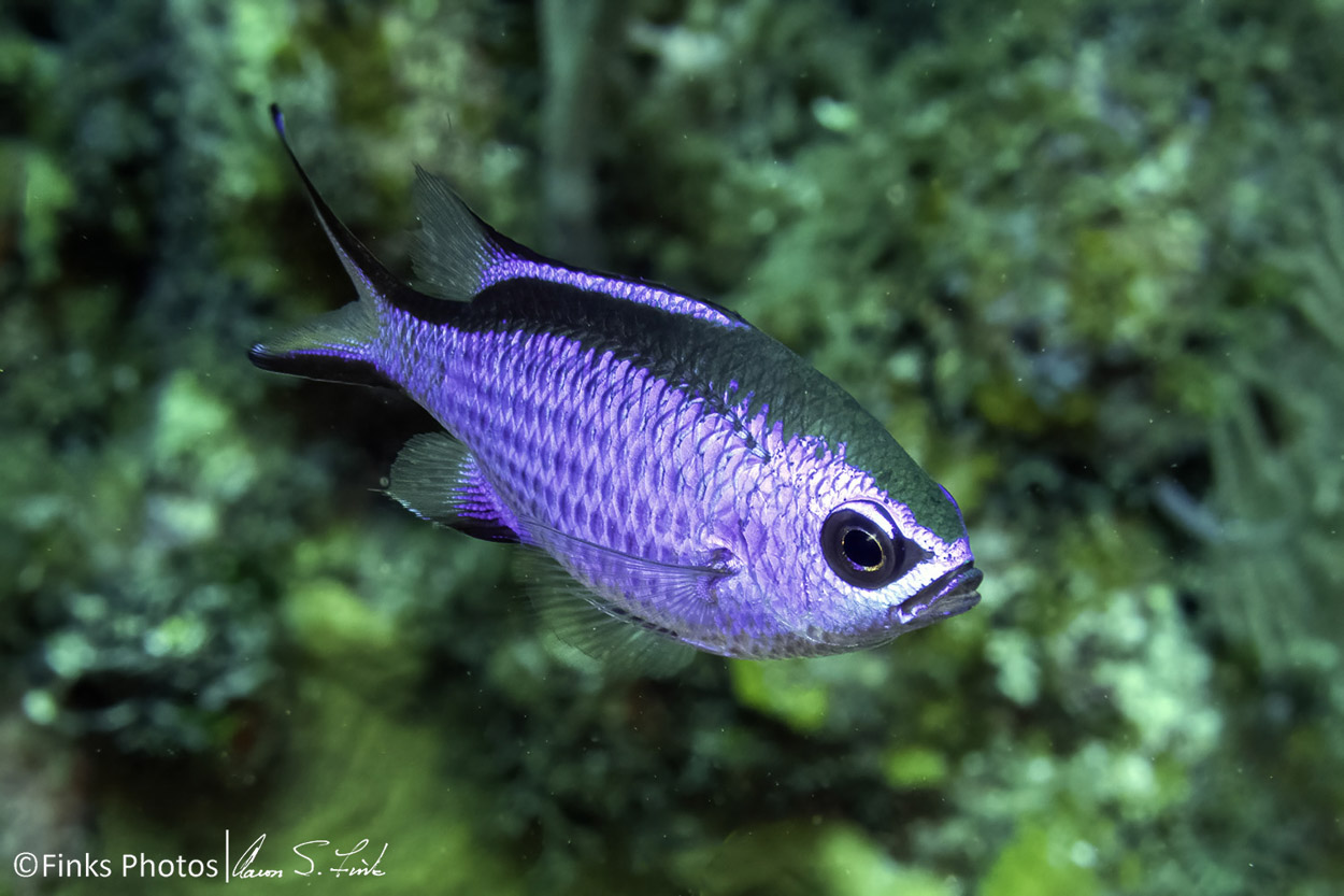 Creole-Wrasse-1.jpg