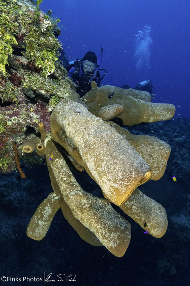 Diver-observes-Tubulate-Sponges.jpg