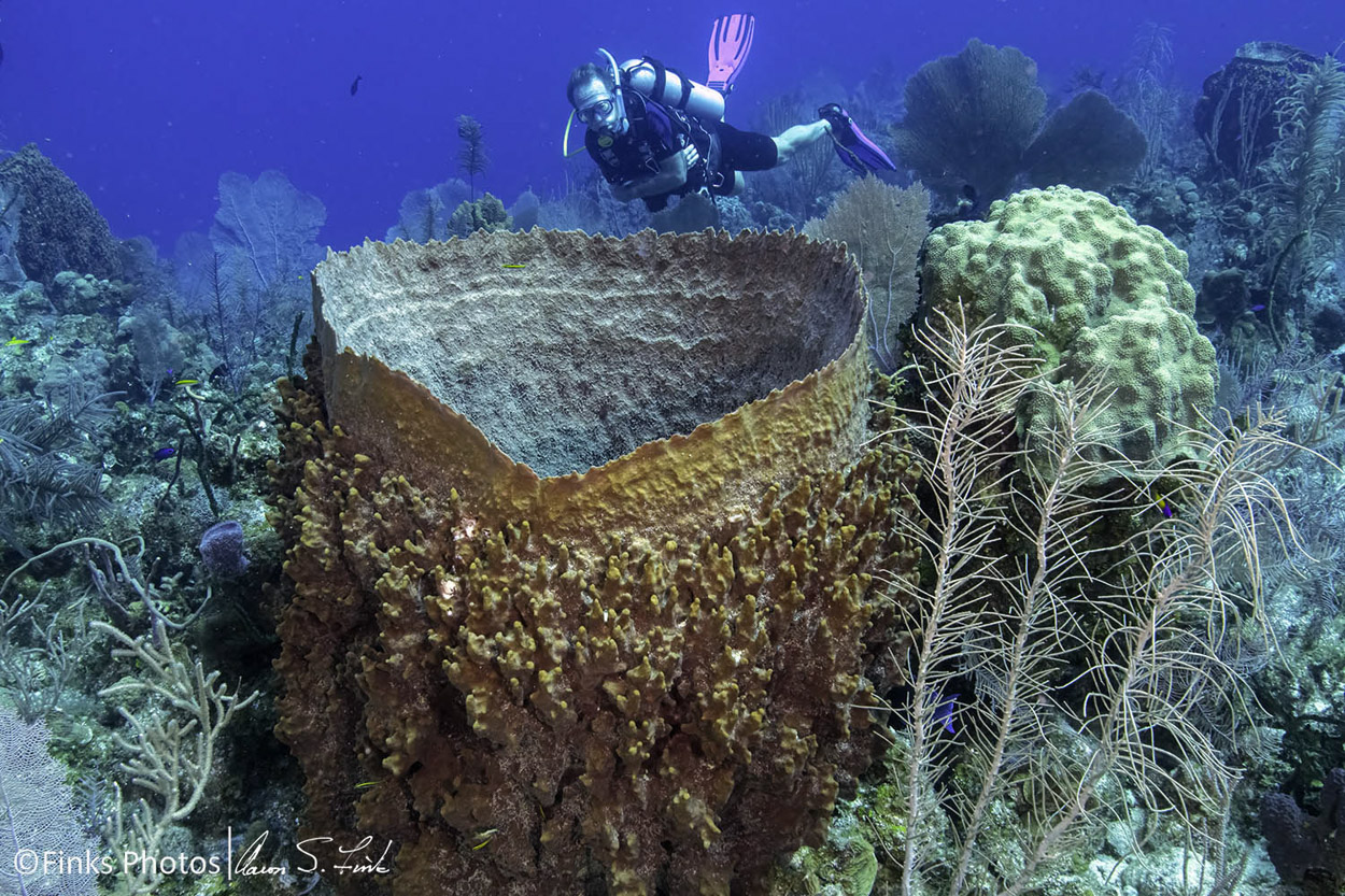 Diver-over-Giant-Barrel-Sponge.jpg