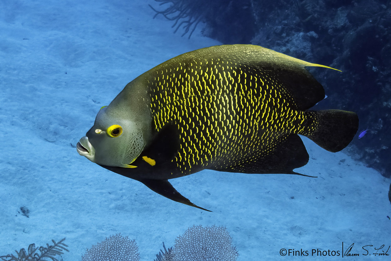 French-Angelfish.jpg