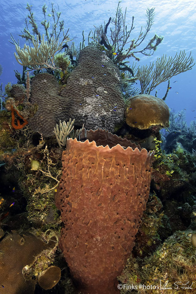 Giant-Barrel-Sponge.jpg