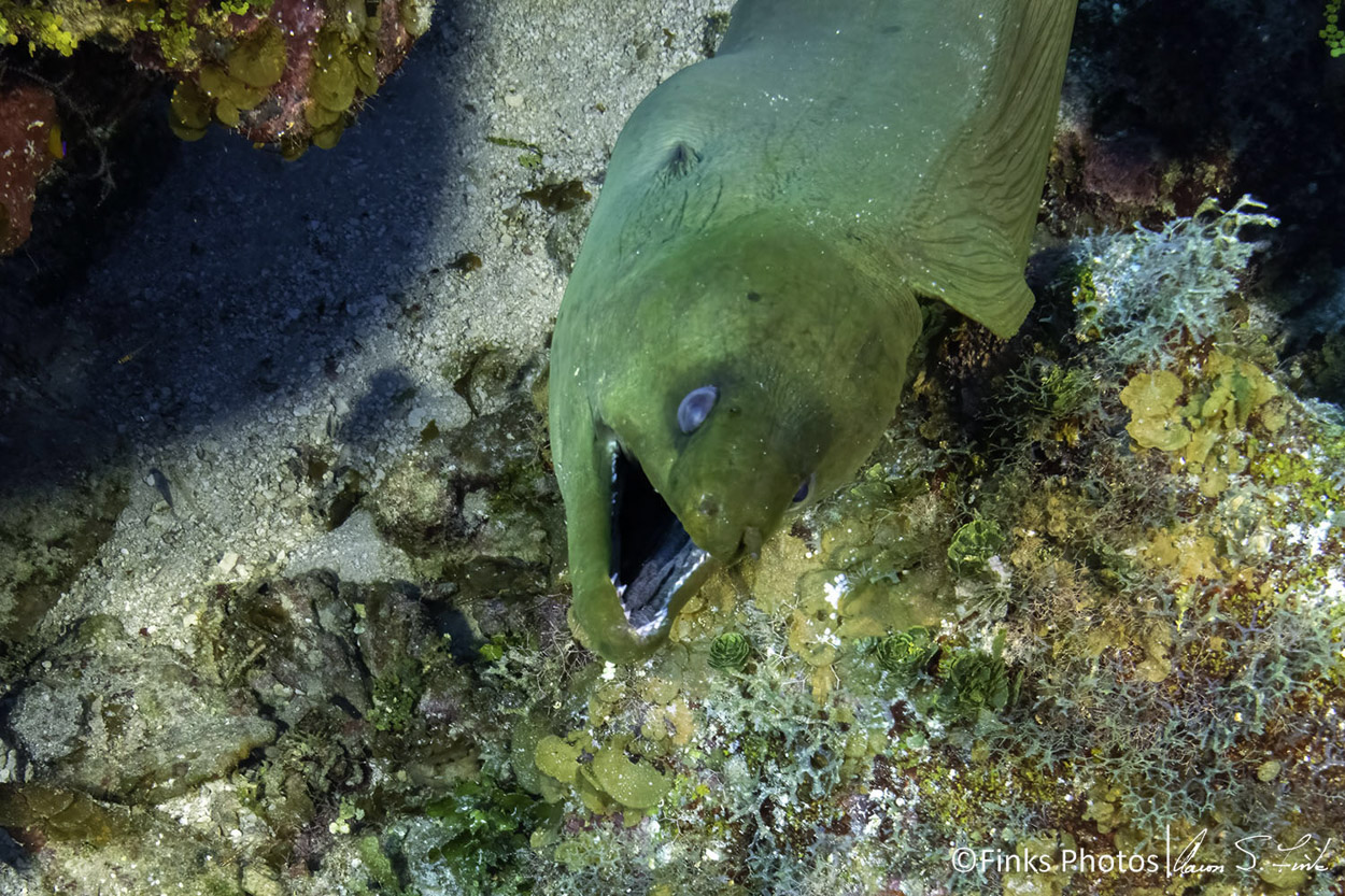 Green-Moray-Eel-1.jpg