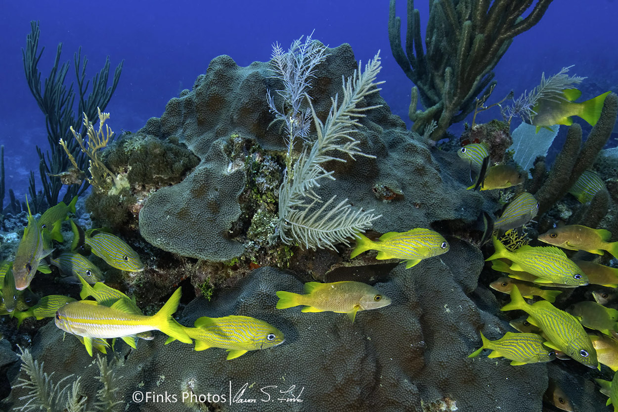 Grunts-and-Yellowtail-Snapper.jpg