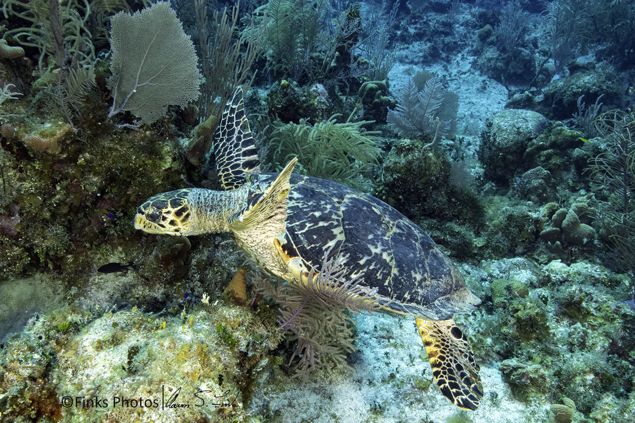 Hawksbill-Turtle-1.jpg