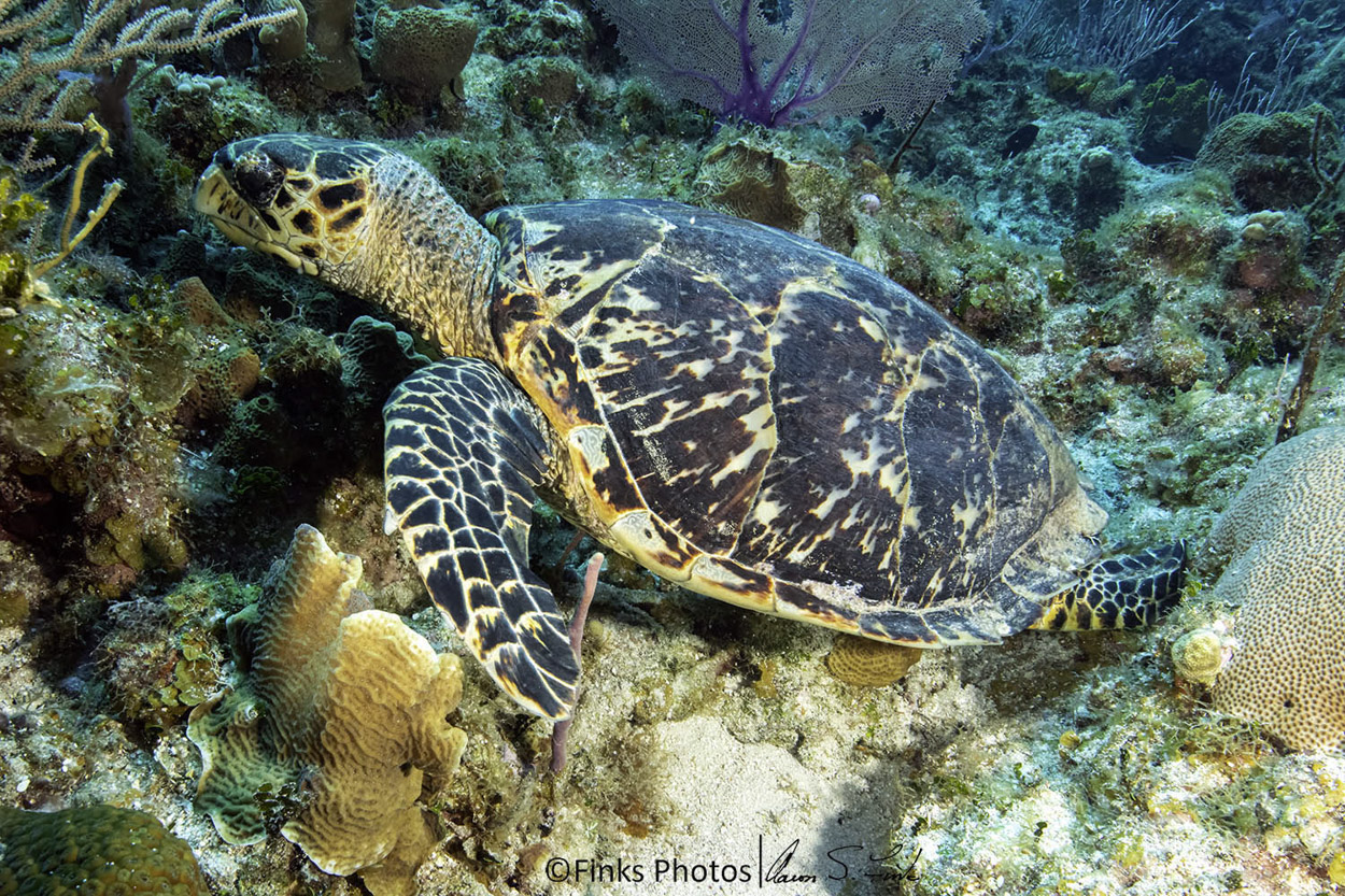 Hawksbill-Turtle-9.jpg