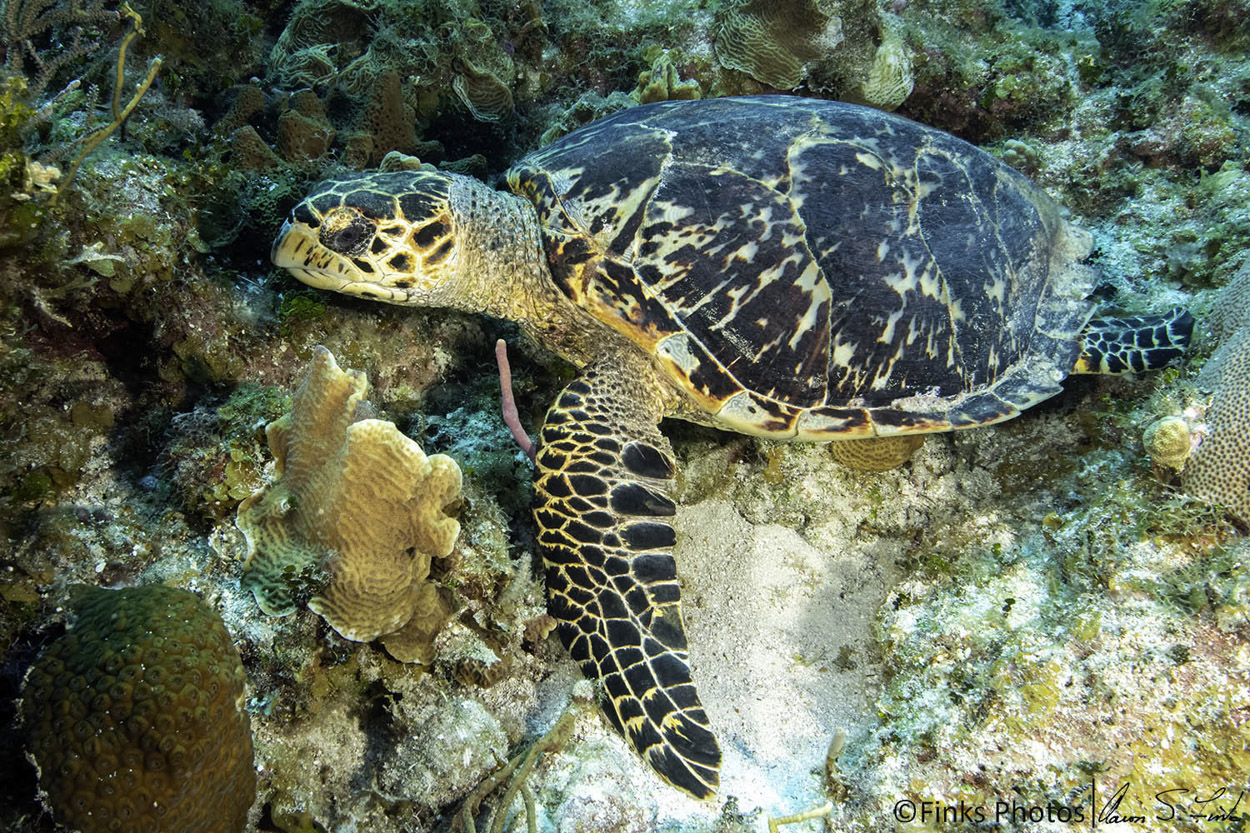 Hawksbill-Turtle.jpg