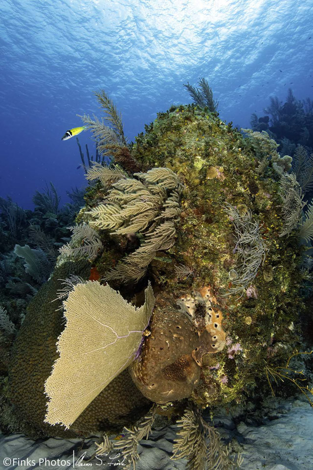 Lonely-Bluehead-Wrasse.jpg