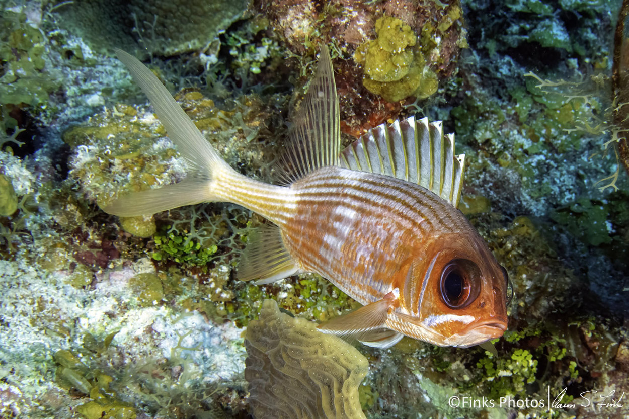 Longspine-Squirrelfish.jpg