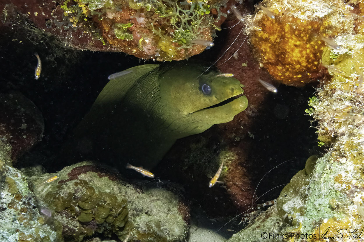 Moray-eel-and-Bridled-Gobies.jpg