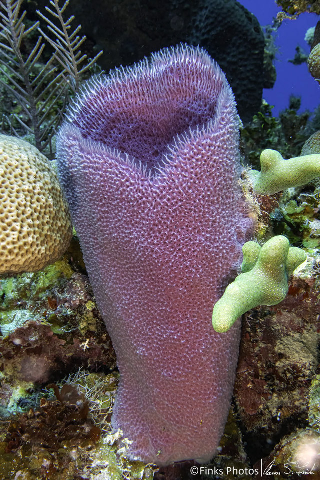 Pink-Vase-Sponge.jpg