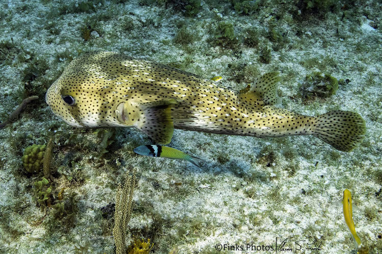 Porcupinefish-and-Bluehead-Wrasse.jpg