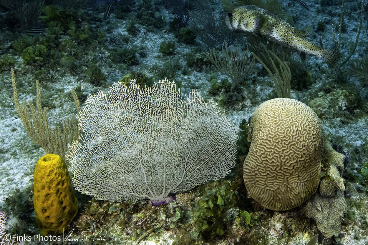 Porcupinefish-over-reef.jpg