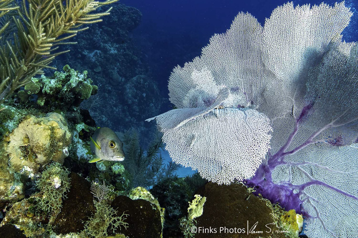 Schoolmaster-at-Sea-Fan.jpg