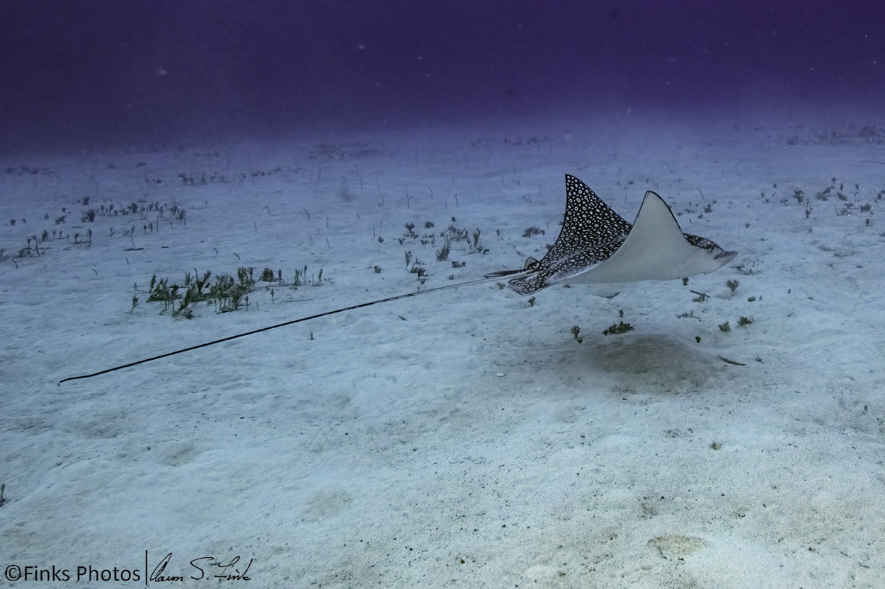 Spotted-Eagle-Ray.jpg