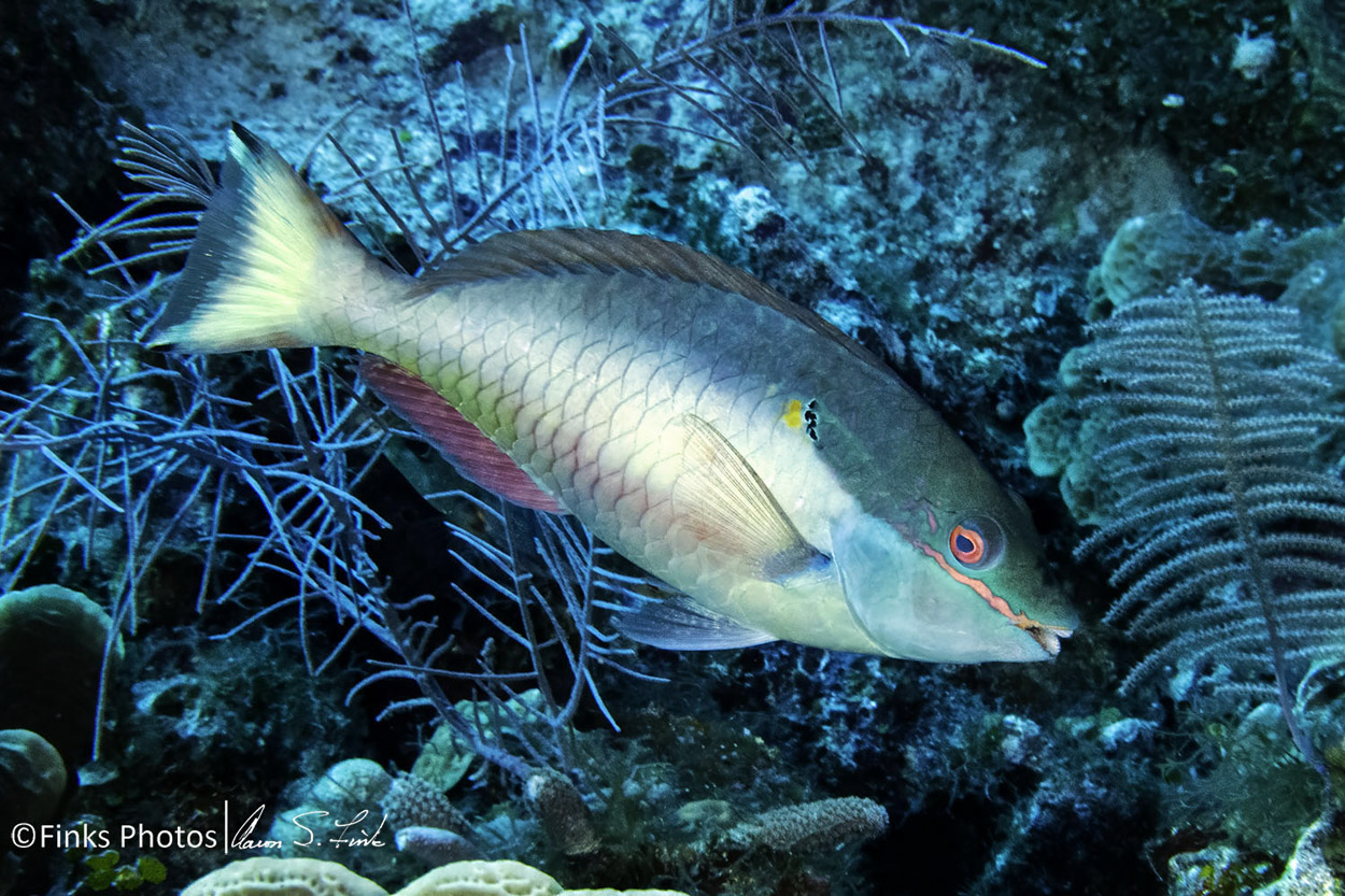 Striped-Parrotfish.jpg