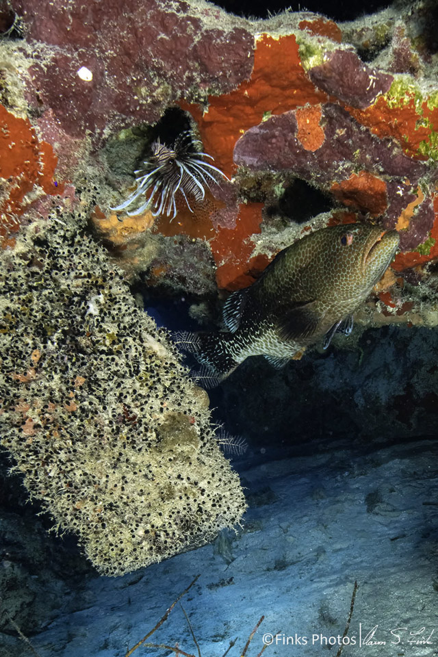 Tiger-Grouper-and-Lionfish.jpg