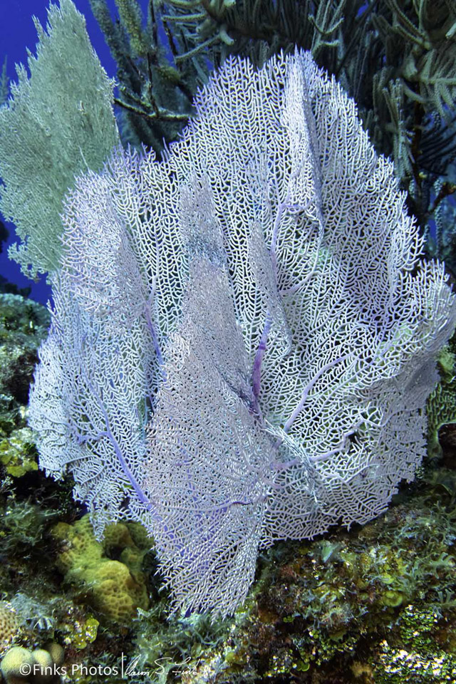 Venus-Sea-Fan.jpg