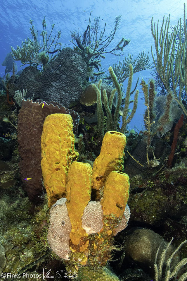 Yellow-Tube-Sponges-1.jpg