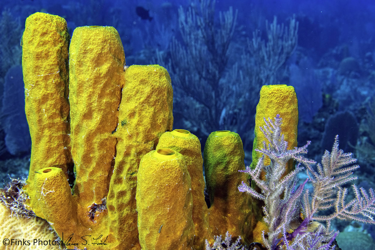 Yellow-Tube-Sponges-5.jpg