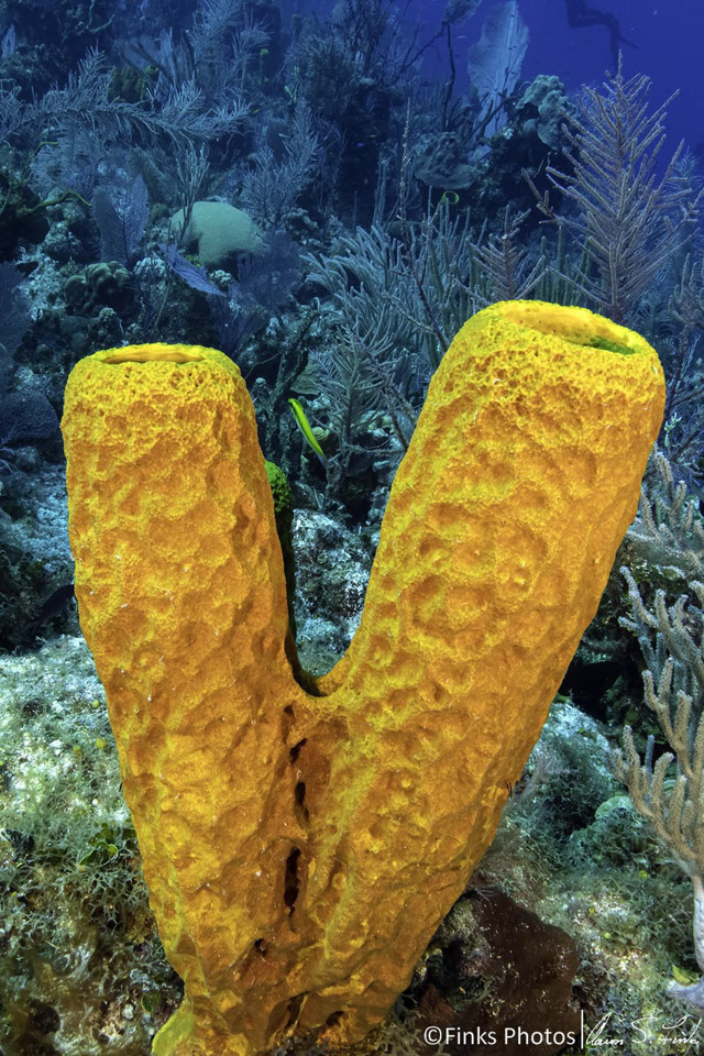 Yellow-Tube-Sponges.jpg